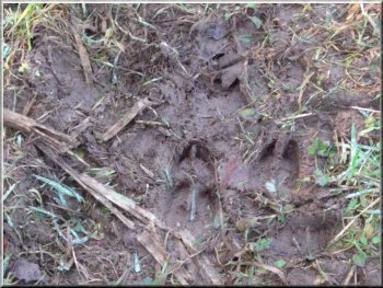 Deer tracks on the muddy path