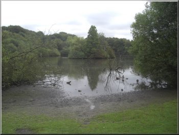 Muddy margin of the lake in Golden Acre Park