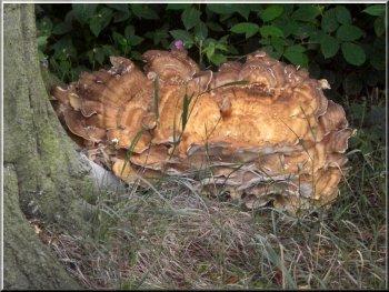 Chicken of the woods fungus on the roots of a beech tree