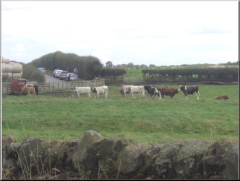 Cattle at Bank House farm