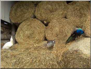 Peacocks in a barn at Dale Head farm