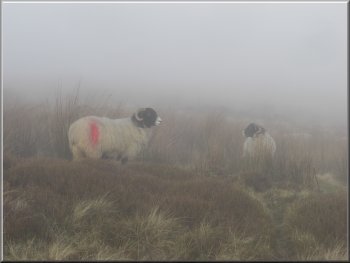 Swaledale ewes in the mist