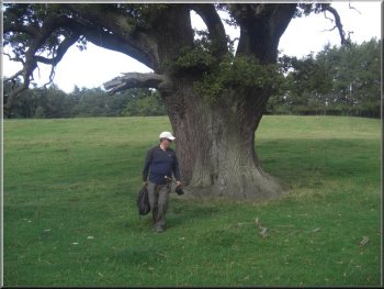 Oak tree at Studley Deer park
