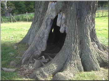 Oak tree at Studley Deer park