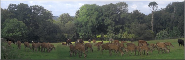 Red deer grazing with the cattle at Studley Deer Park near Ripon