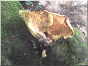 Chicken-of-the-woods fungus