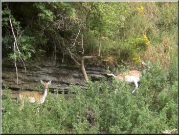 Two fallow deer on a ledge across the valley 