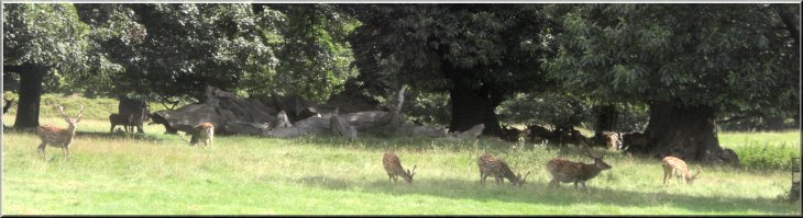Fallow deer stags grazing together befor the rut starts in October