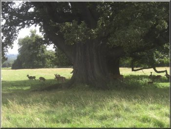 Ancient Oak tree at Studley Deer park
