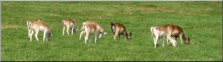 Fallow deer grazing in Studley deer park