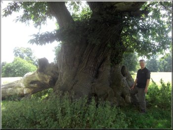 Ancient sweet chestnut  tree at Studley Deer park