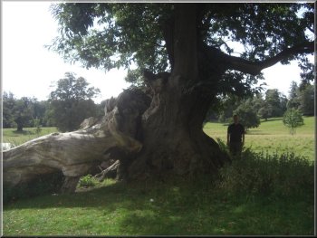 Ancient sweet chestnut near St Mary's Church  tree at Studley Deer park