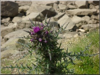 Thistle in bloom by the path