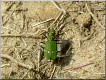 Green tiger beetle on the path