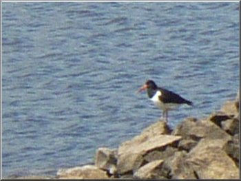 Oyster catcher by the reservoir