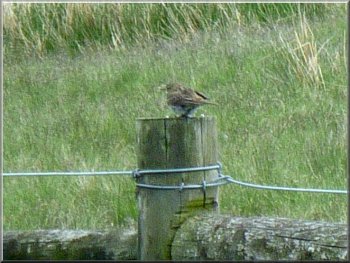 Meadow pipet on a post by the path