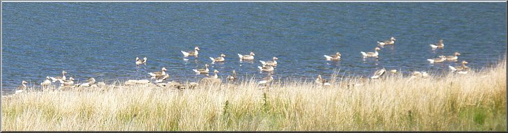 Greylag geese on Scar House reservoir near the end of our walk
