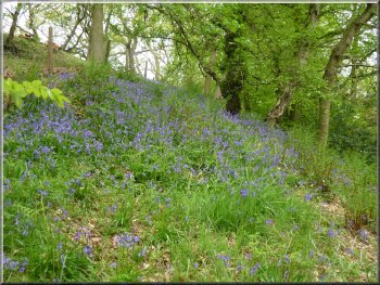 Bluebells by the access road