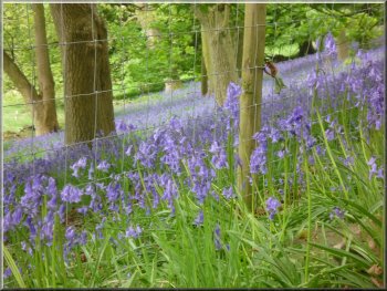 A carpet of bluebells beneath the trees