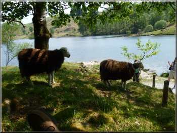 Two Herdwick ewes visited us on our mound