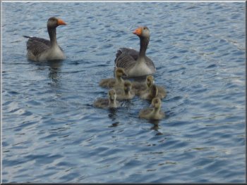 A family of geese on the lake