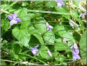 Wild Violets by the track