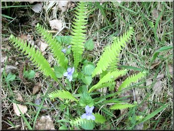 Fern & violets by the track