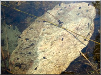 Tadpoles in the pond