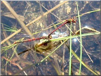 Large Red Damselflies mating on the pond