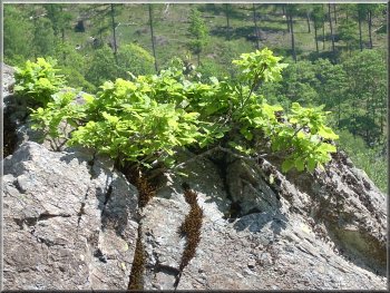 Stunted oak tree growing from a crack in the rocks