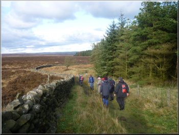 Entering the conifer plantation at the end of Lippersley Ridge