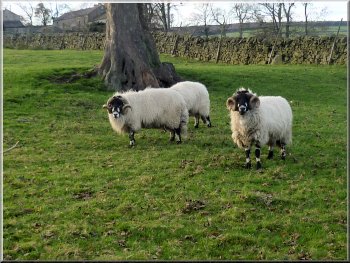 'Dalesbred' tupps ready to get the season's lambing underway