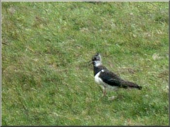 Lapwing Too far away for a photo