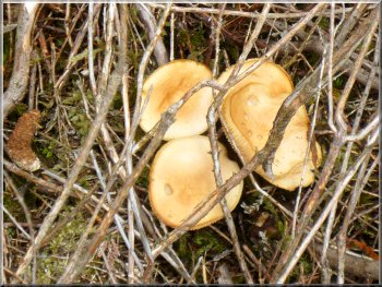Small moorland fungus