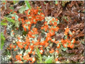Bright red fruiting bodies on the moorland lichen