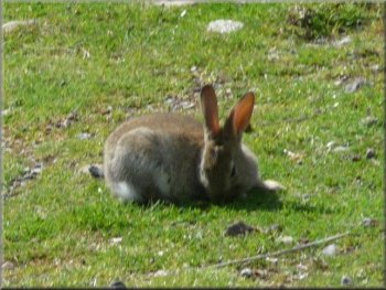 Sunbathing rabbit at Hollins House farm 