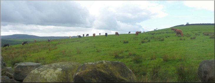 Cattle grazing in pasture on top of Scarth Wood Moor