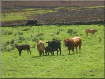 Beef cattle by the path