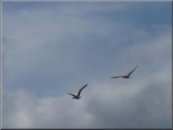 Greylag geese flying towards the reservoir