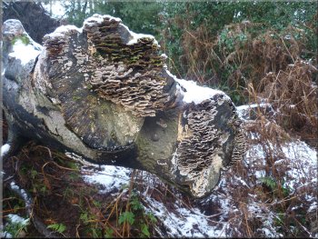 Clusters of small bracket fungus