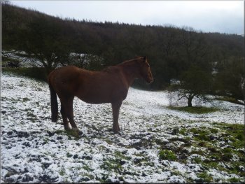 Horse in his snowy field