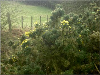 Gorse in flower by the path