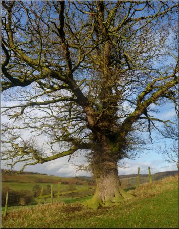 A fine oak tree by the path