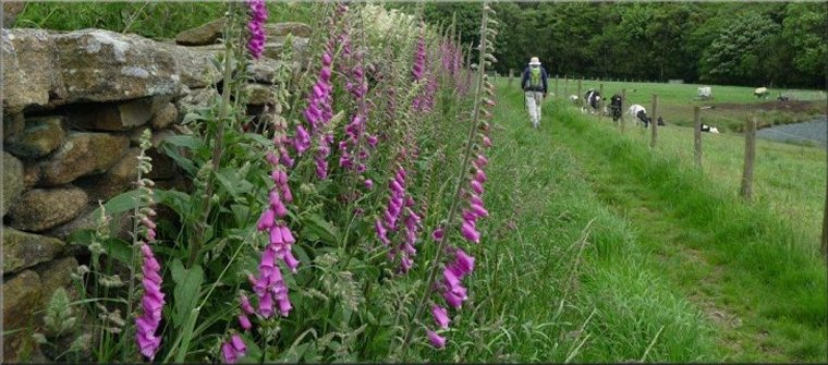 Passing foxgloves & ponds on the approach to Beck Side farm at SE 229641