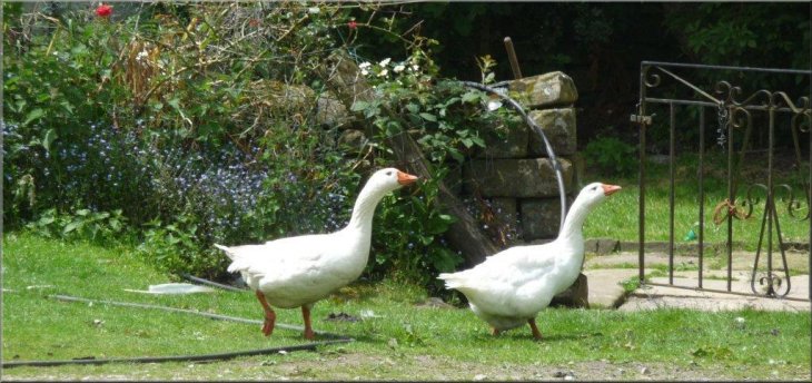 Geese guarding their patch