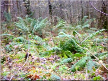 Ferns in the woodland