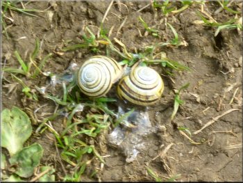 Mating snails by the path