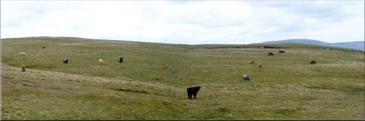 Cattle geazing the open hillside