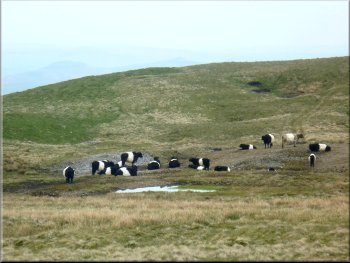 Herd of belted galloway cattle on the hillside