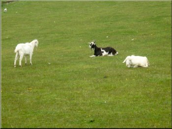 A few goats were grazing amongst the sheep